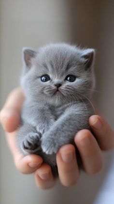 Xin chào các bạn